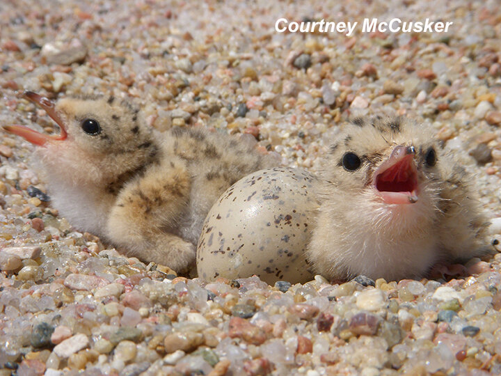 Piping Plover Chicks and eggs in nest cup