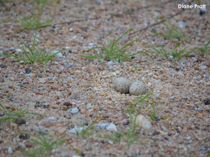 Two Piping Plover eggs nicely camouflaged