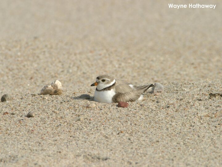 Adult pipping plover incubating eggs