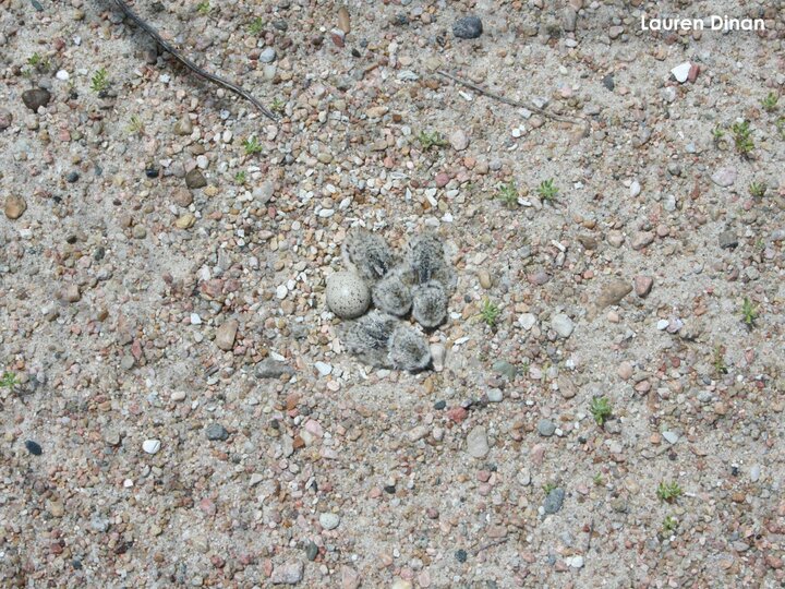 Three Piping Plover chicks and one egg in nest
