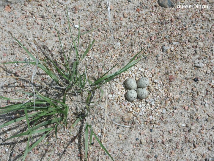 Nest with four Pipping Plover eggs
