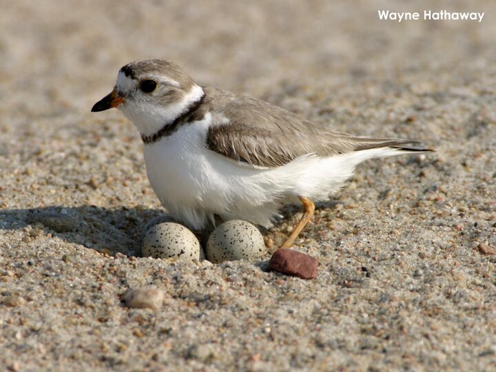 Adult piping plover settling down on nest