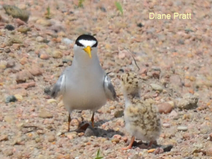Interior Least Tern and chick
