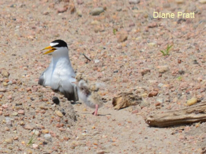Interior Least Tern and Chick