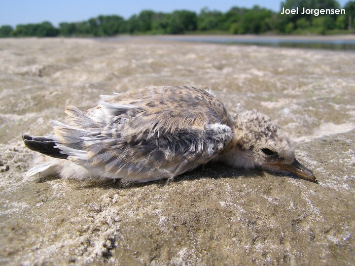 12-day-old tern chick on a river sandbar