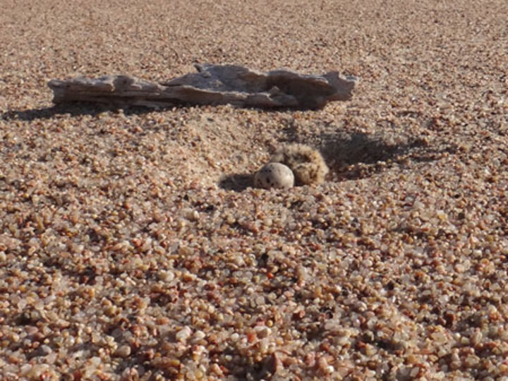 Interior Least Tern nest with chick and egg
