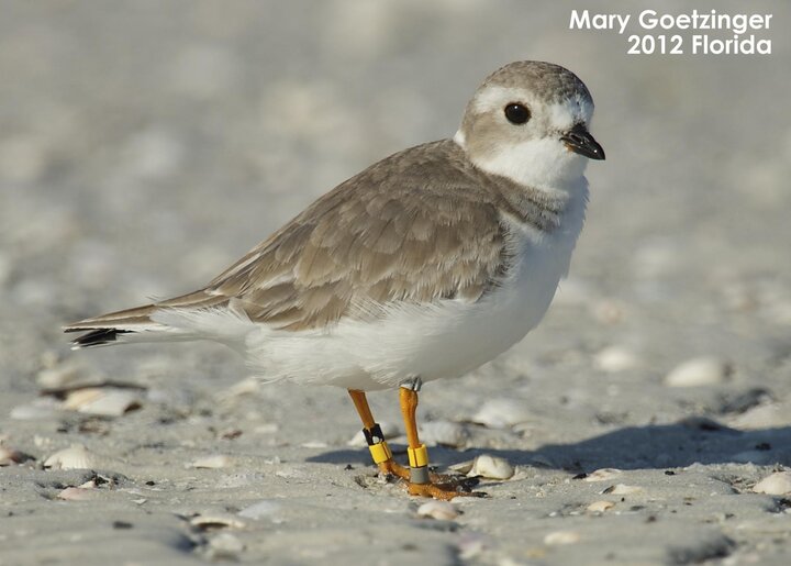 Piping Plover seen in Florida 11/24/2012 - Mary Goetzinger