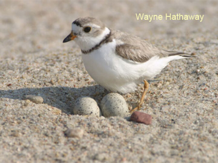 Adult Piping Plover on nest