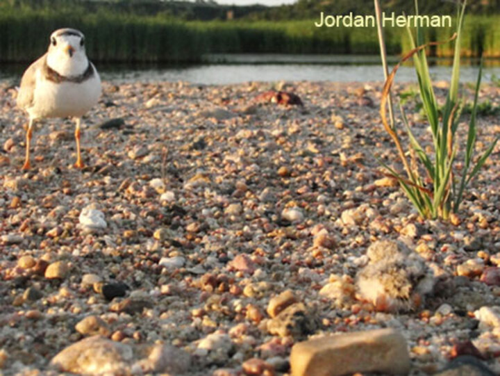 Adult Piping Plover with day old chick (lower right corner)