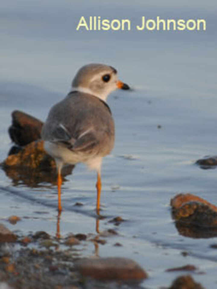 Piping Plover in water