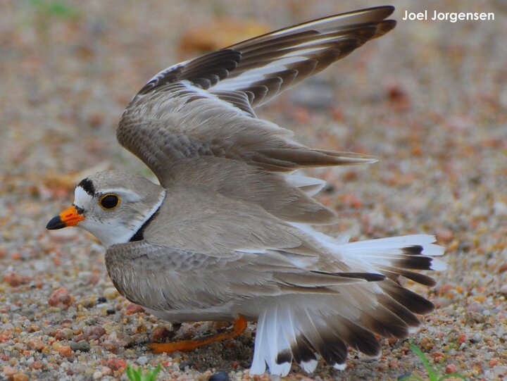 Adult Piping Plover using a broken wing display