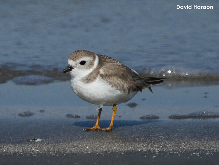 Winter adult Piping Plover