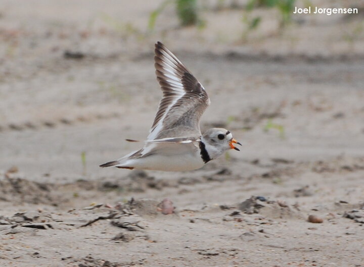 Piping Plover on sand