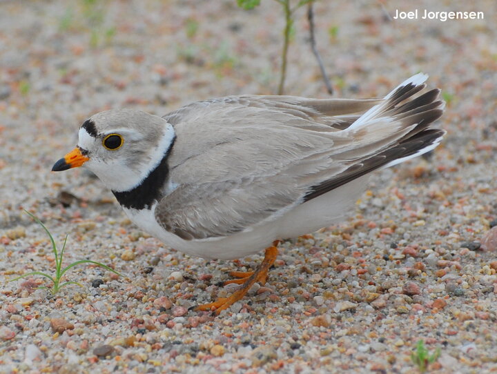 Piping Plover along the lower Platte River