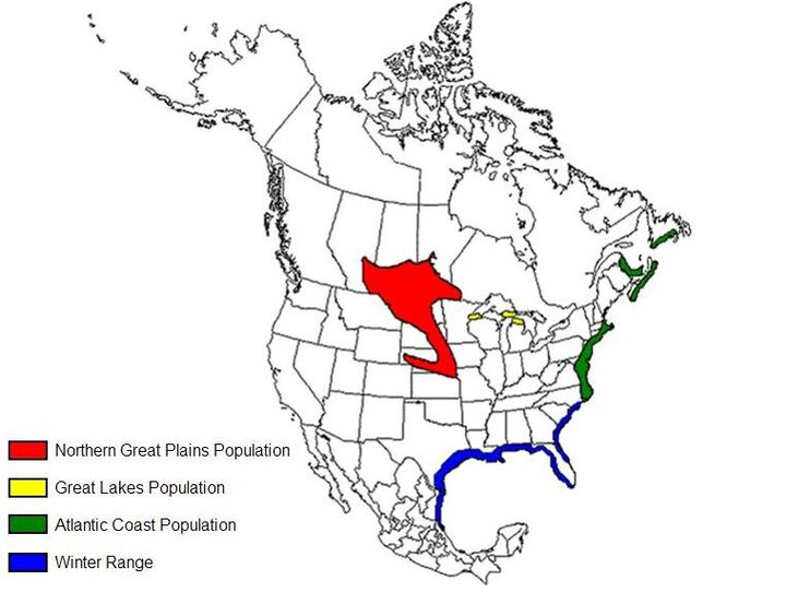Piping Plover U.S. Distribution