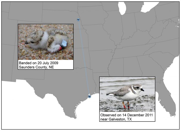 Piping Plover Winter Migration - Example 1