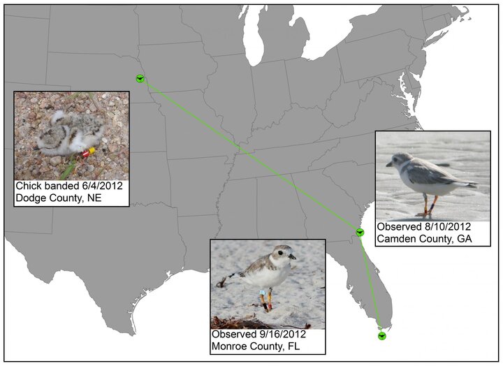 Piping Plover Winter Migration - Example 2